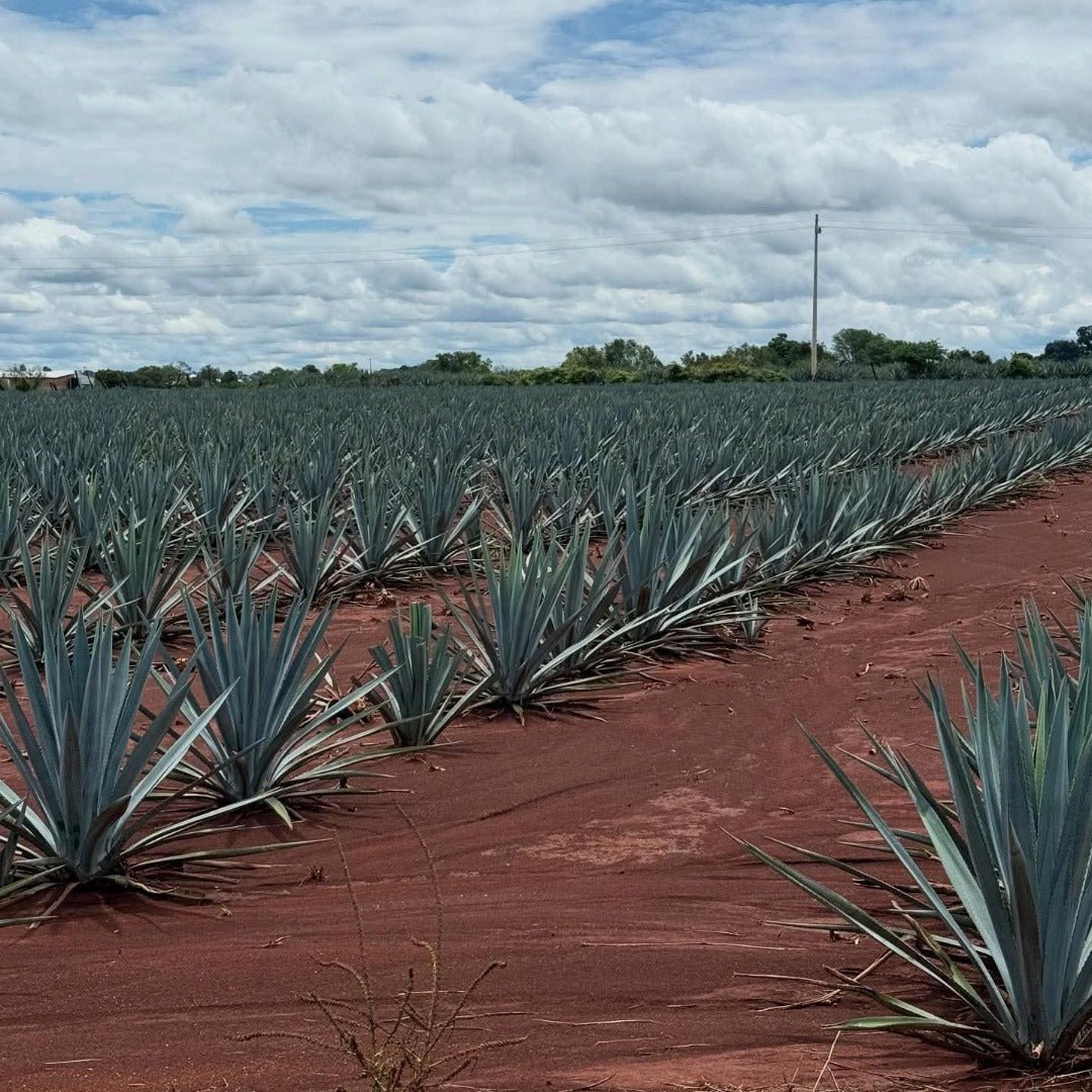 Cazcabel Tequila Anejo - Latitude Wine & Liquor Merchant